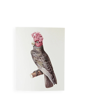 Plates of the bestiary from the Natural History Museum Cockatoos