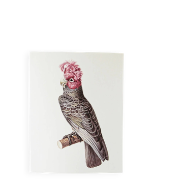 Plates of the bestiary from the Natural History Museum Cockatoos