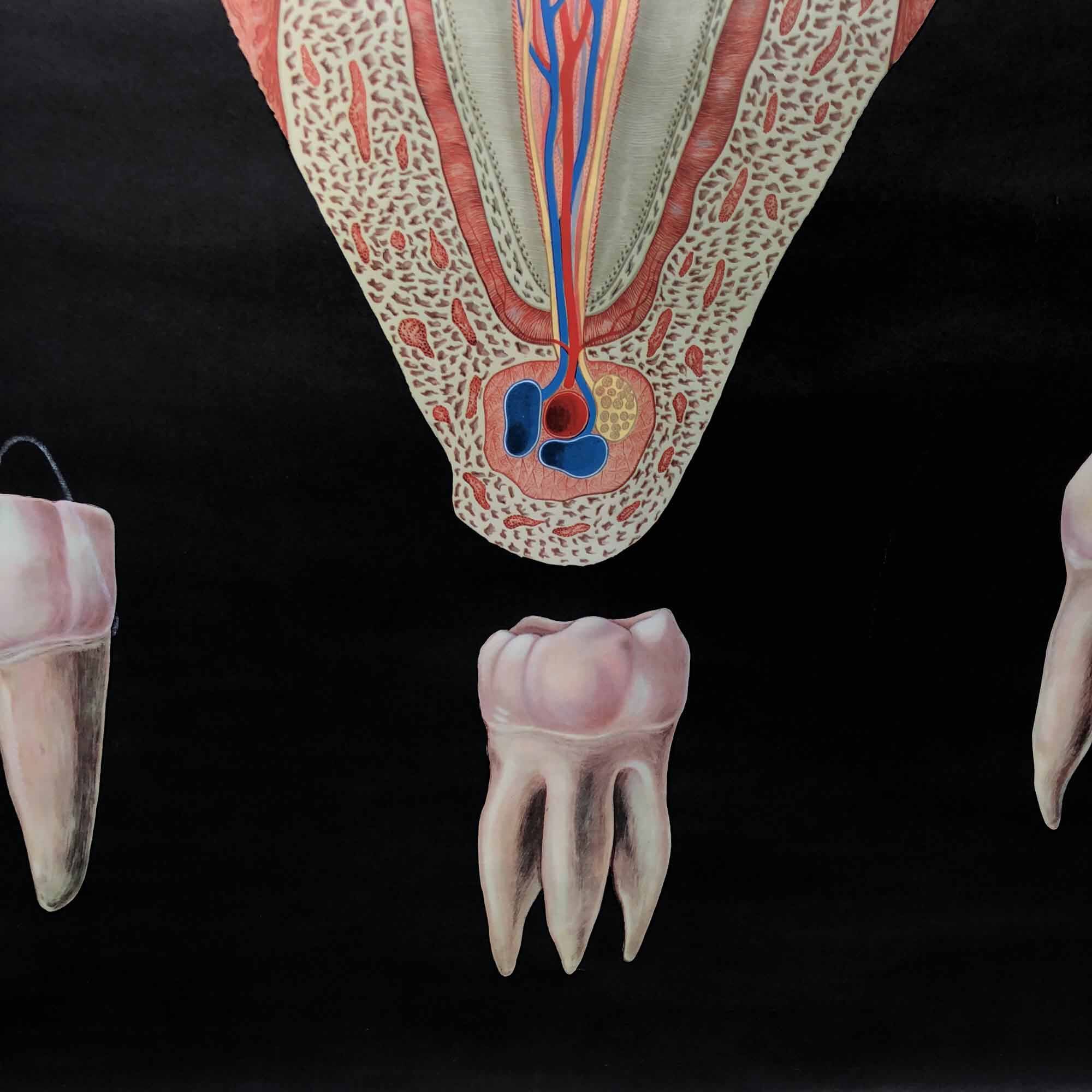 Pull-Down Chart of Human Teeth, 1960s