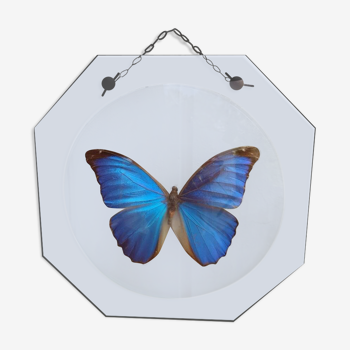 Butterfly curved glass frame