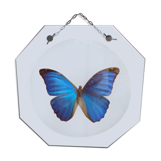 Butterfly curved glass frame