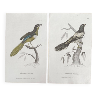 Duo lithographies oiseaux de G.Kearsley, 1808 Londres