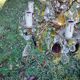 Bronze chandelier with grapevines of amber purple crystal color 6 branches