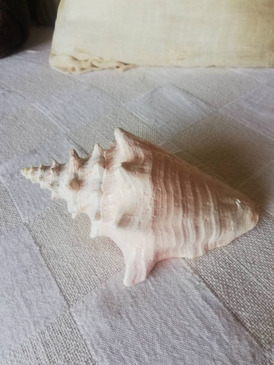 Collectible shell Strombe Lambi pink
