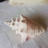 Collectible shell Strombe Lambi pink