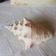 Collectible shell Strombe Lambi pink