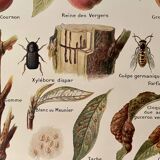 Lithograph on the peach tree and peaches - 1920