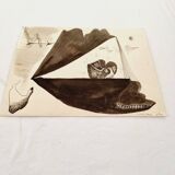 Magnifique Gravure Originale Française des années 70