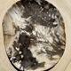 Very large pocket or dish in petrified wood