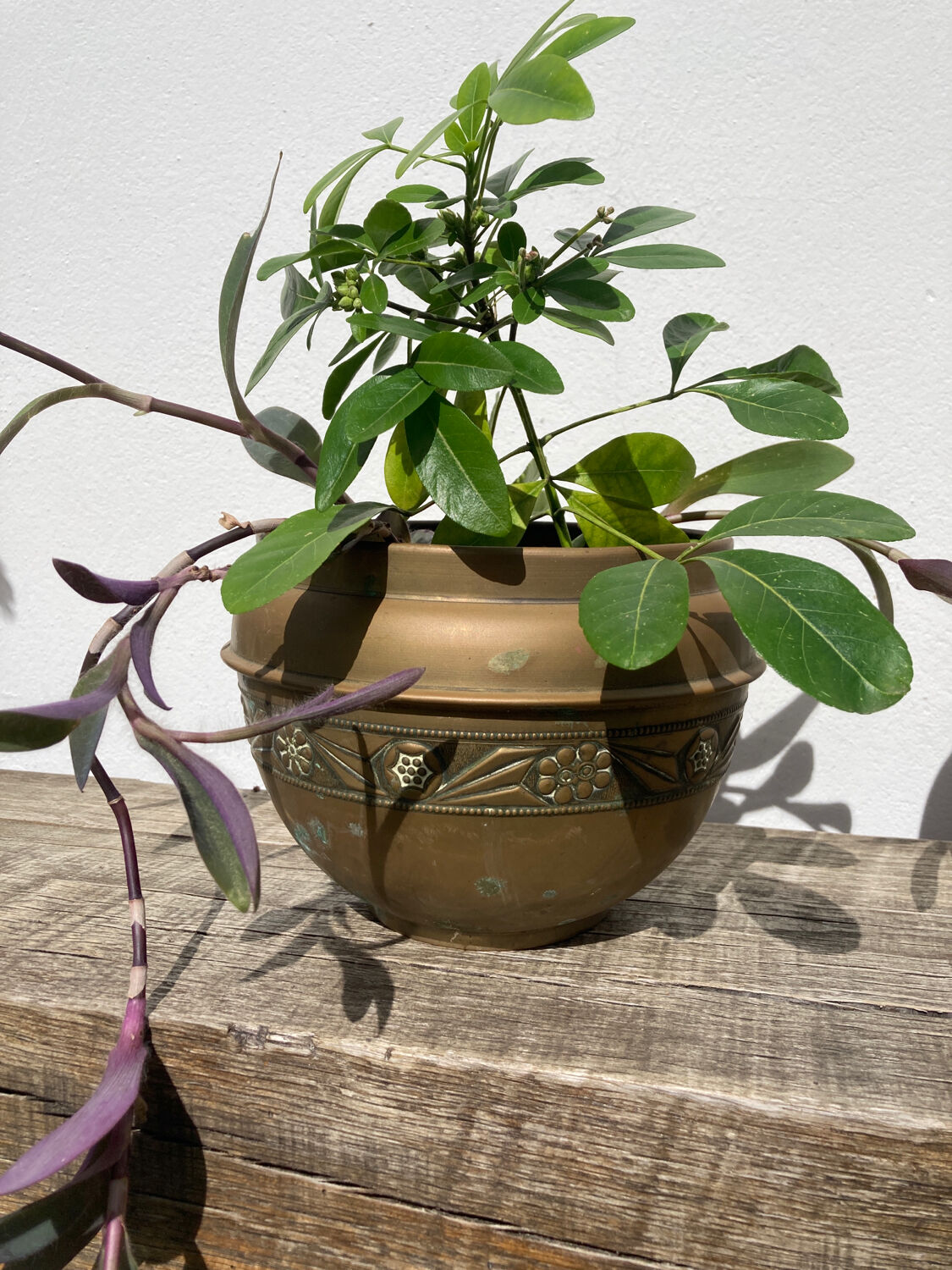 Pot cover in brass chiseled 1960 art nouveau