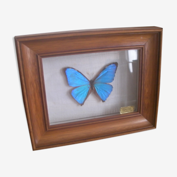 Cadre ancien Papillon naturalisé Morpho bleu vintage