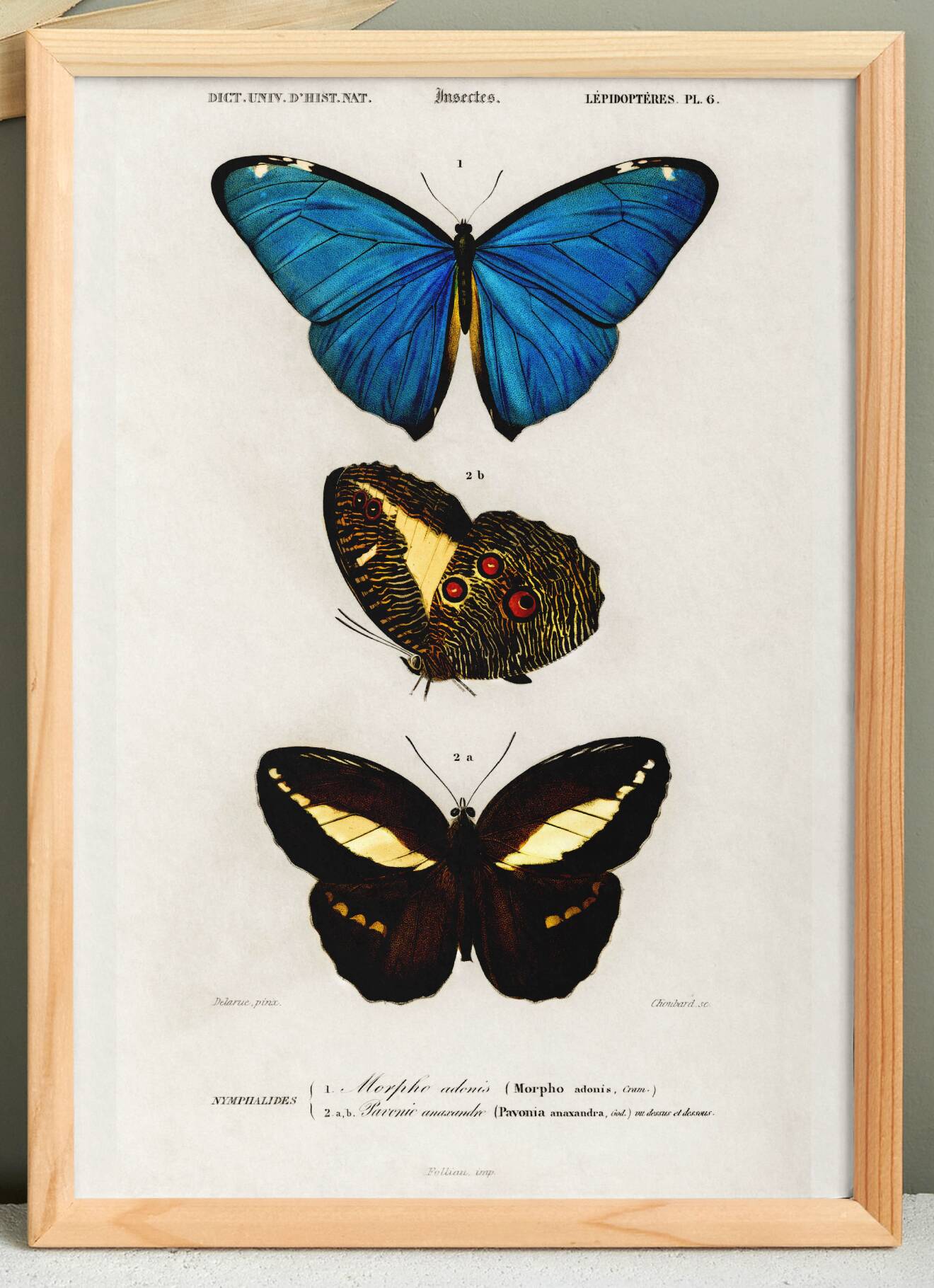 Poster about butterflies (Tropical Peacock butterfly), after an engraving