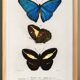 Affiche sur les papillons (Paon du jour tropical), d’après une gravure