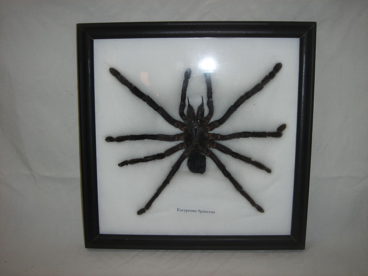 Naturalized spider Tarantula, tarantulas: Eurypeime Spinicrus