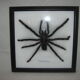 Naturalized spider Tarantula, tarantulas: Eurypeime Spinicrus