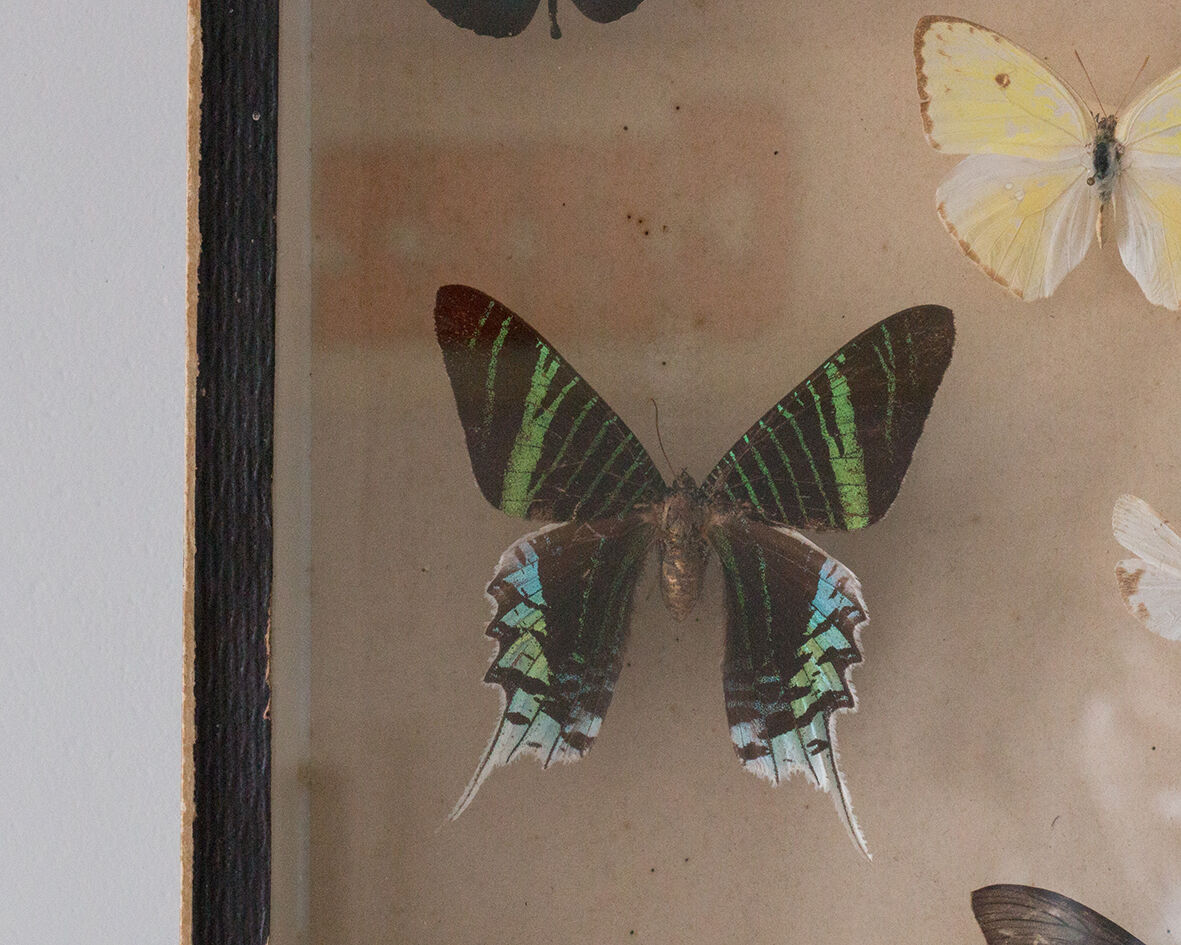 Framed butterflies