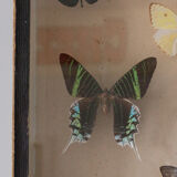 Framed butterflies