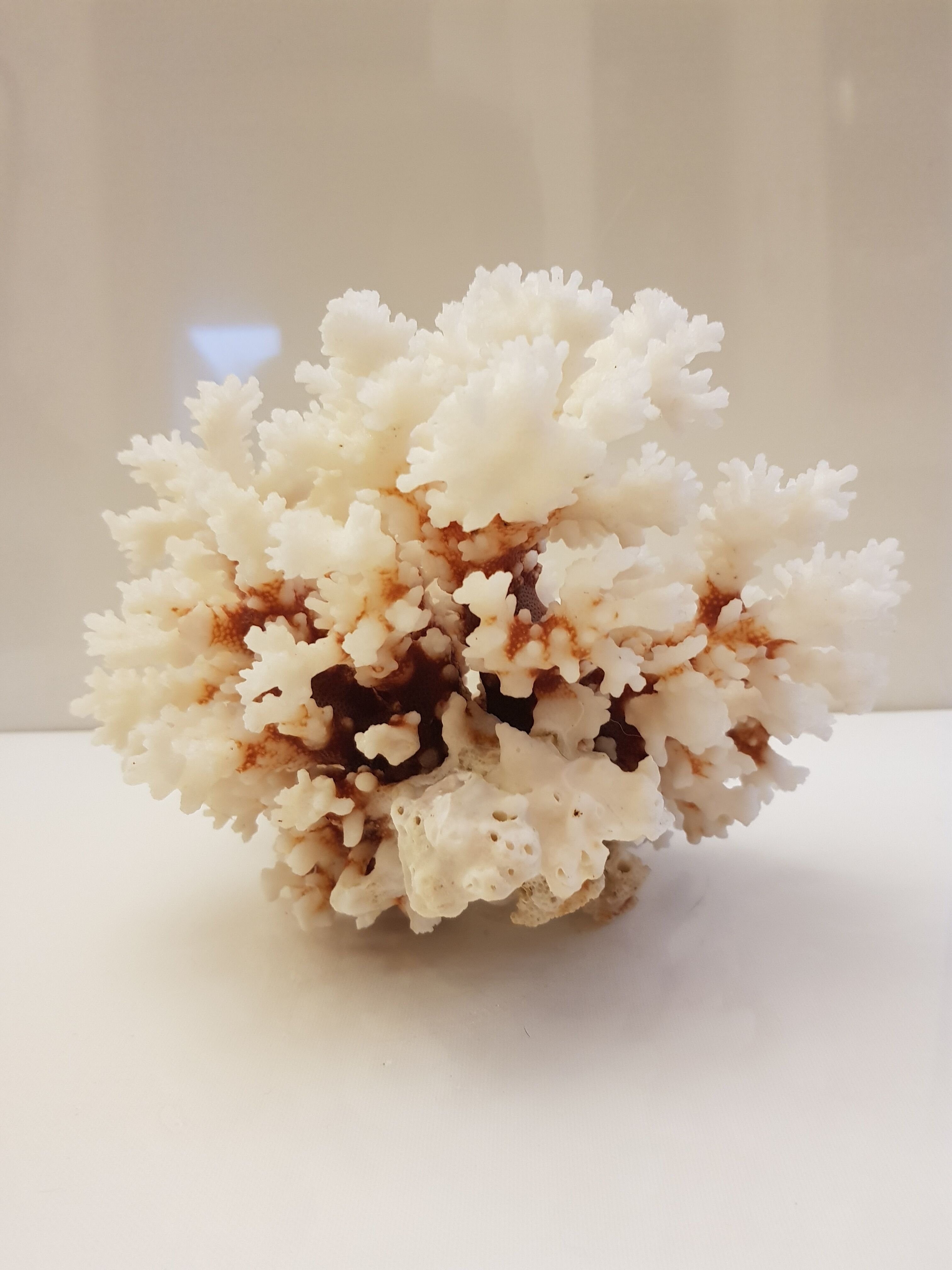 Coral 24 cm x 17