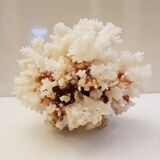 Coral 24 cm x 17