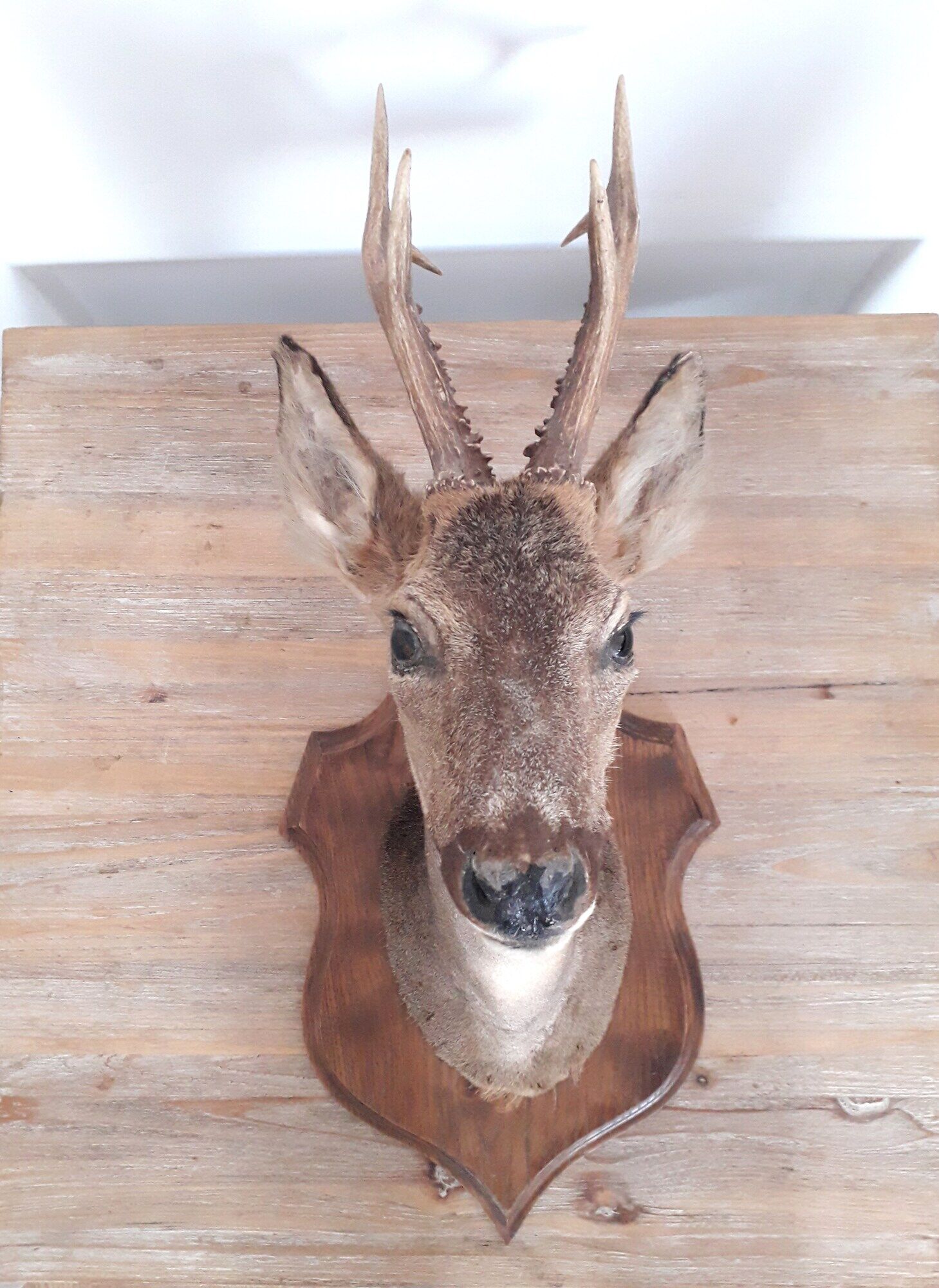 Taxidermy naturalized deer on wooden squifer - 1986