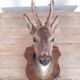 Taxidermy naturalized deer on wooden squifer - 1986
