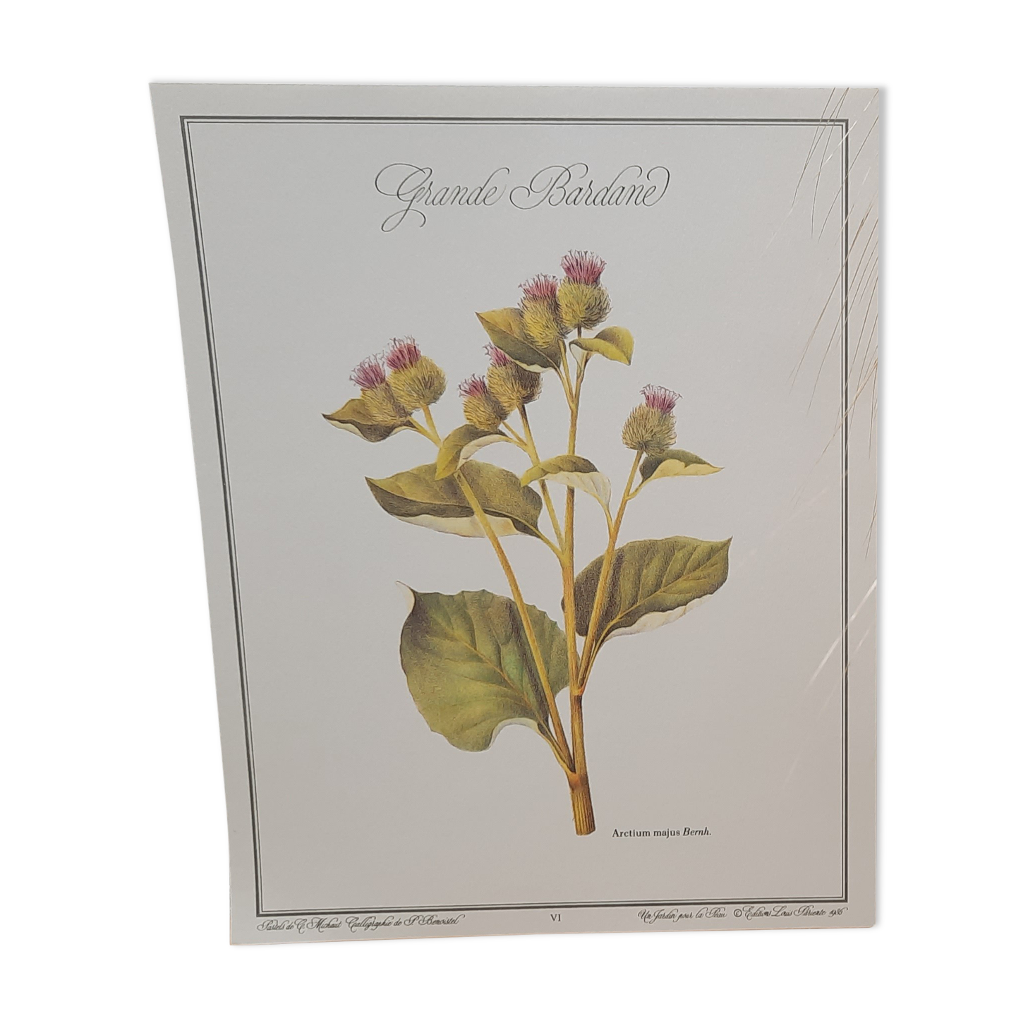 Botanical plate Grande Burdane