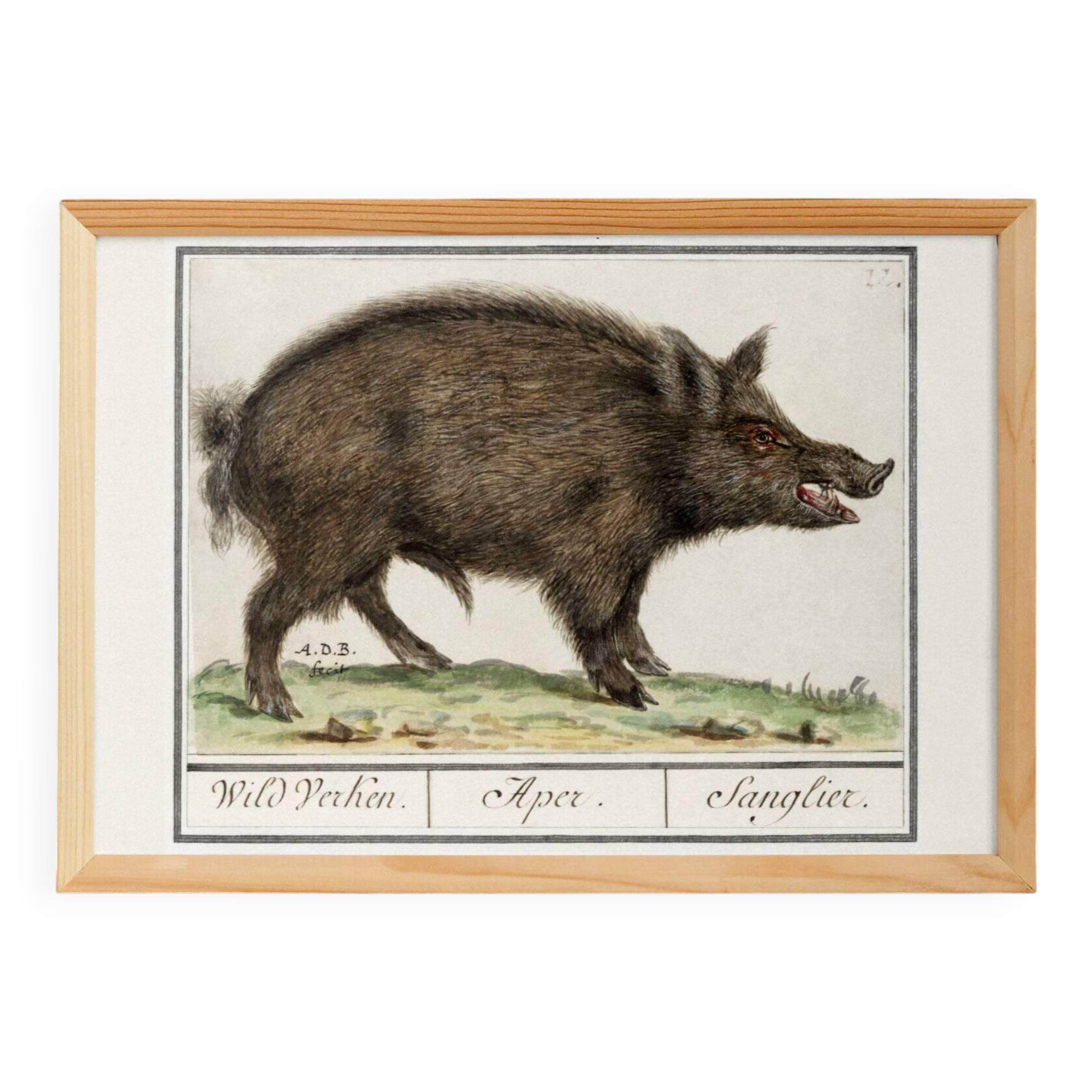 Small poster about wild boar, after an old engraving from 1610.