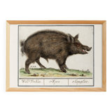 Small poster about wild boar, after an old engraving from 1610.