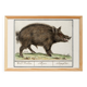 Small poster about wild boar, after an old engraving from 1610.