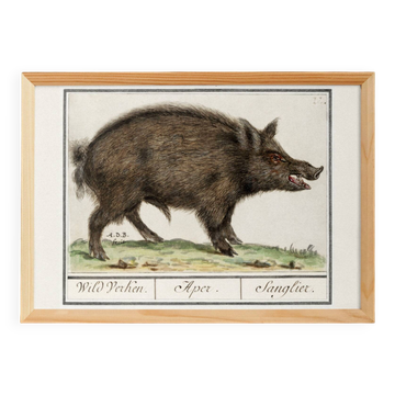 Small poster about wild boar, after an old engraving from 1610.