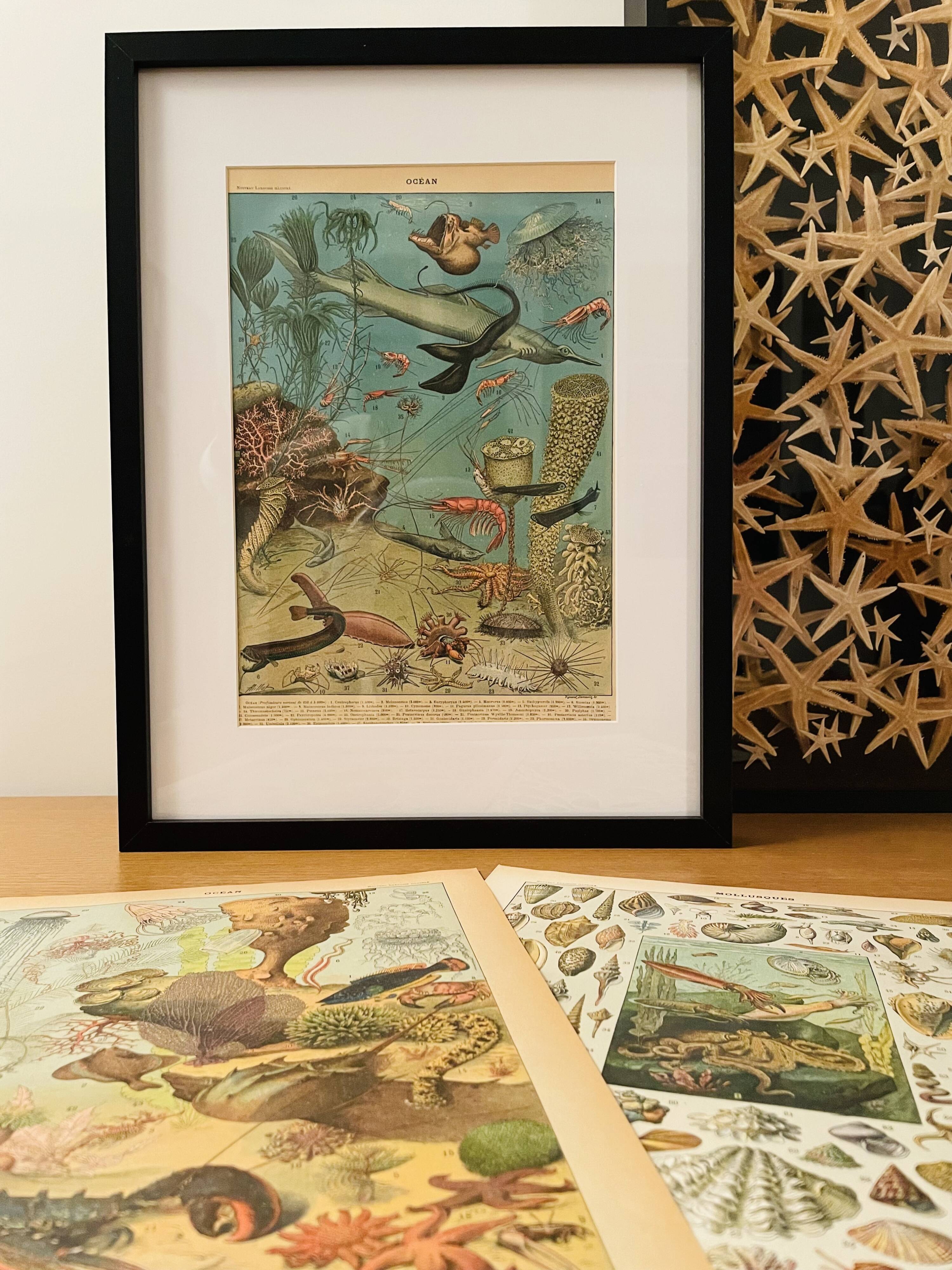 Illustrated plate of coral reef fish – 1950