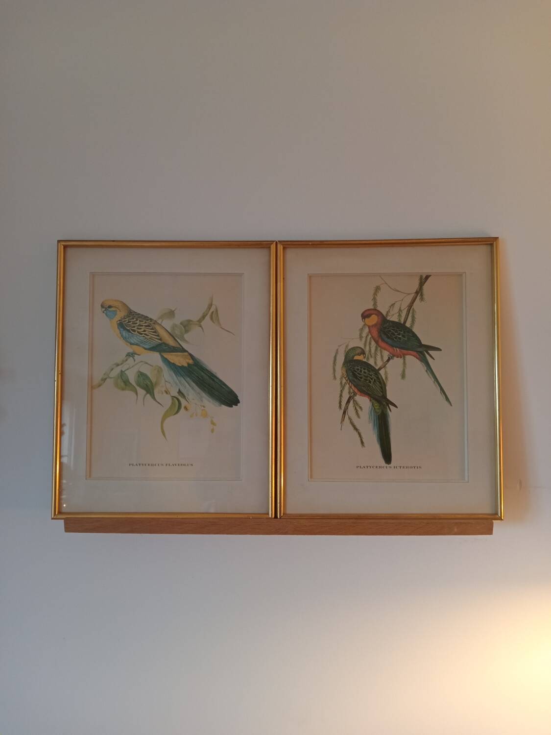 old lithographs - Exotic birds after John Gould