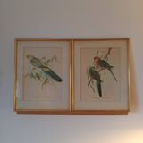 lithographies anciennes - Oiseaux exotiques d’après John Gould