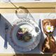 Lot vintage porcelain plates by Digoin Fragonard