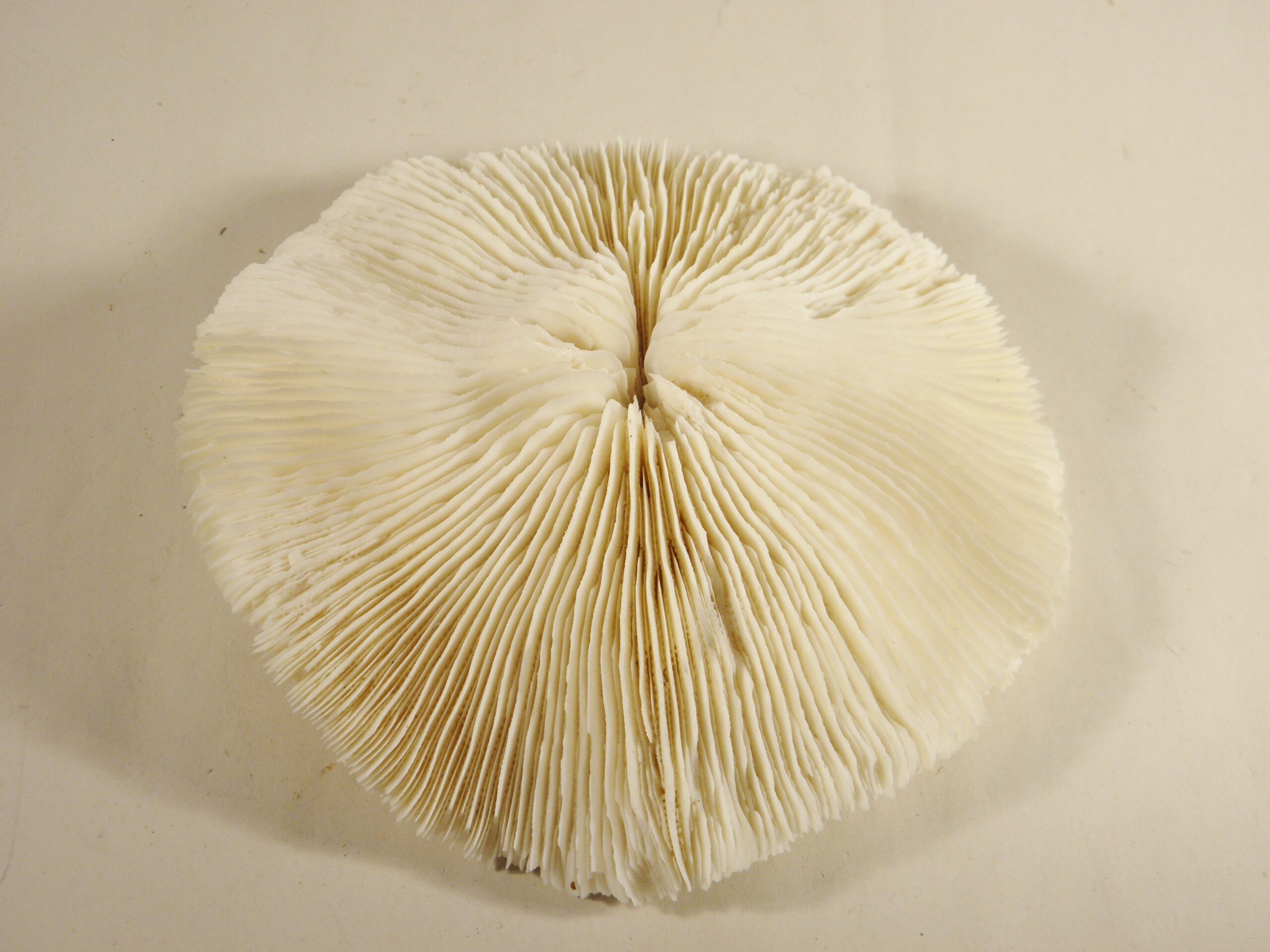 White coral 17 x 17 cm