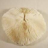 White coral 17 x 17 cm