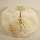 Corail blanc 17 x 17 cm
