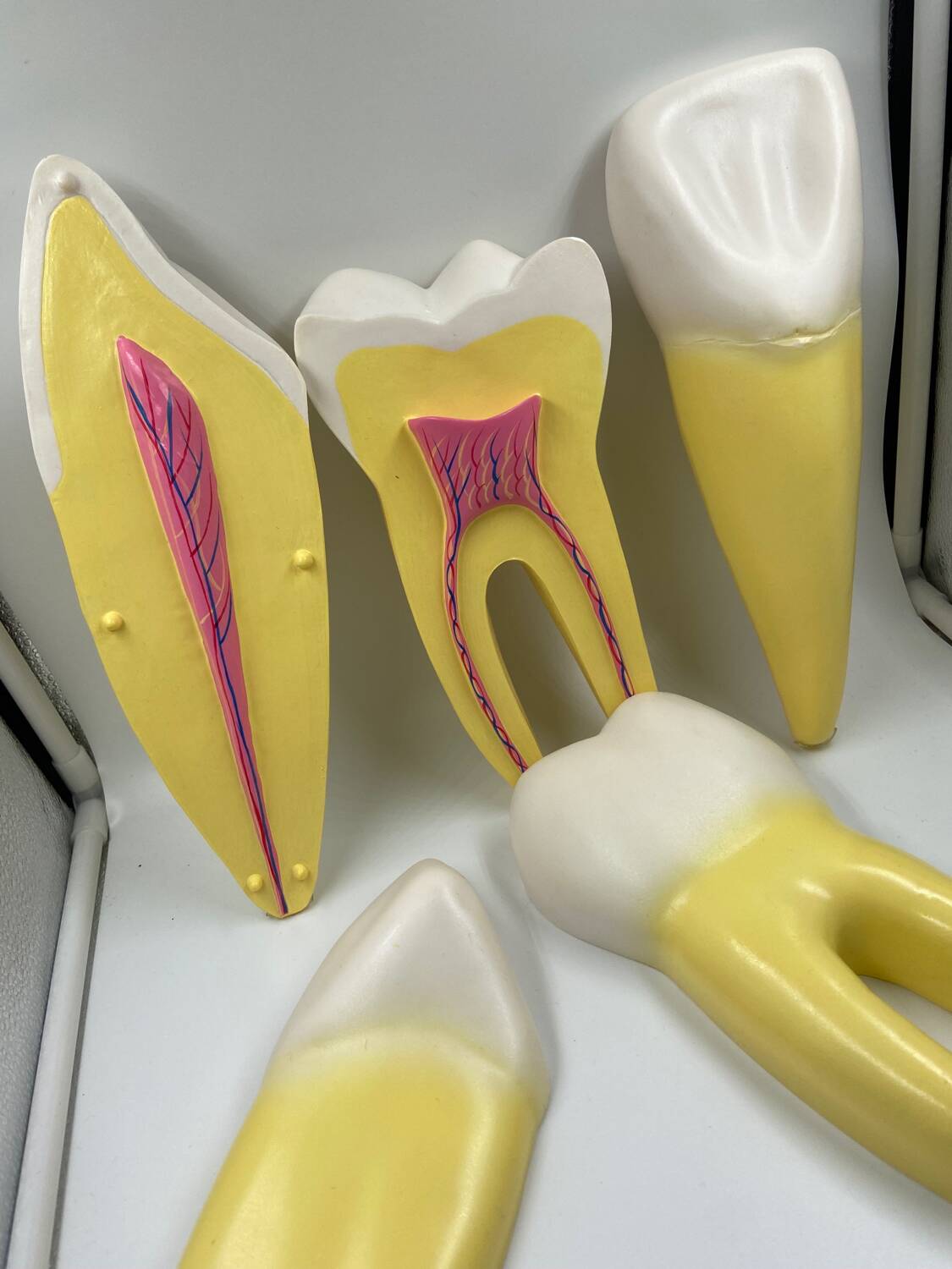 Large size dental model 3 teeth