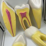 Large size dental model 3 teeth