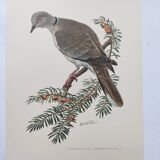 Old bird plate from the 1960s - Turkish Turtle Dove - Zoological and ornithological illustration