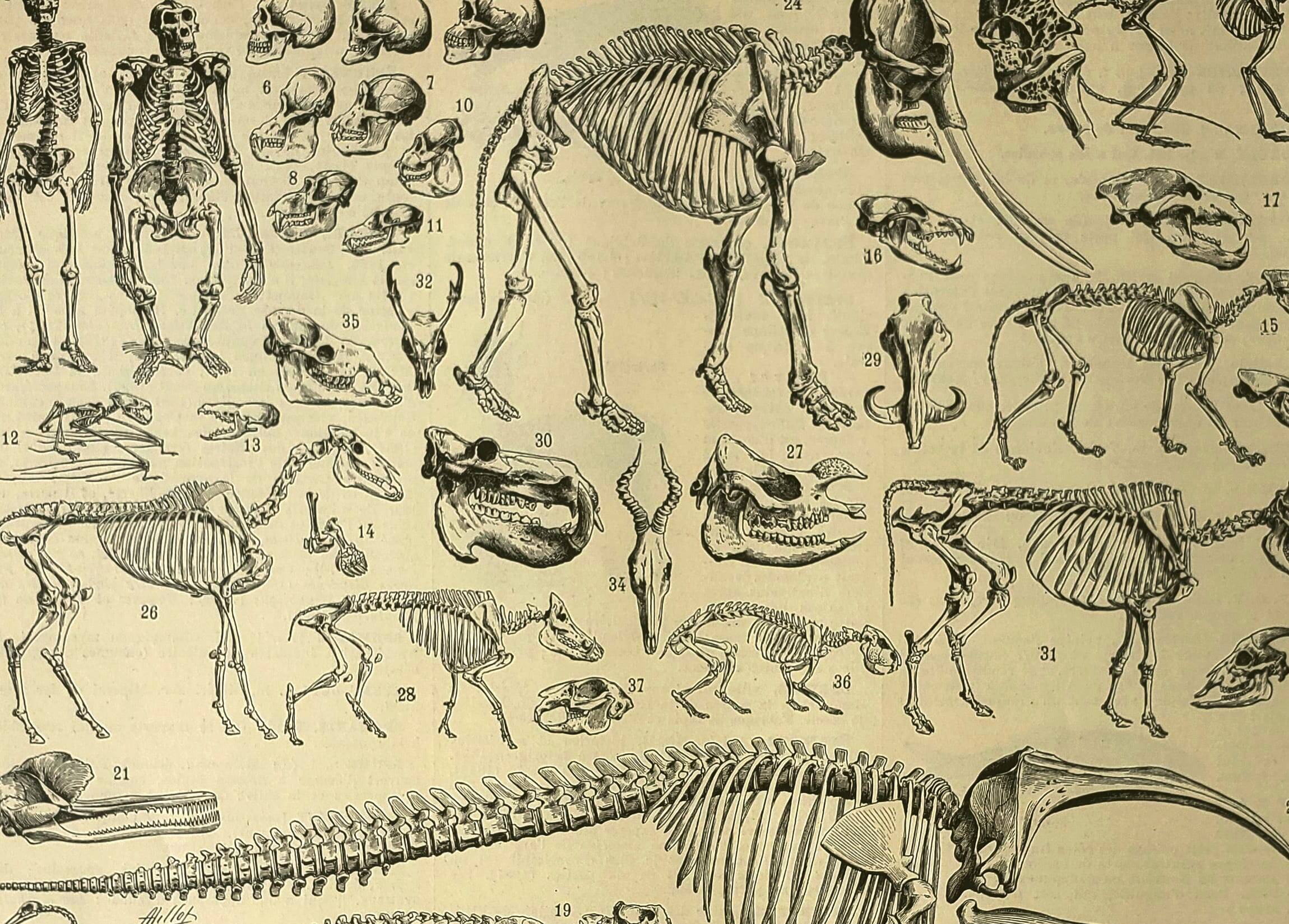 Antique lithograph 1928 A. Millot - Animal skeletons, anatomy