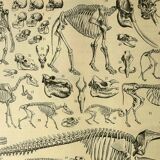 Lithographie ancienne 1928 A. Millot - Squelettes d'animaux, anatomie