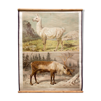 Educational poster lama and raindeer 1879