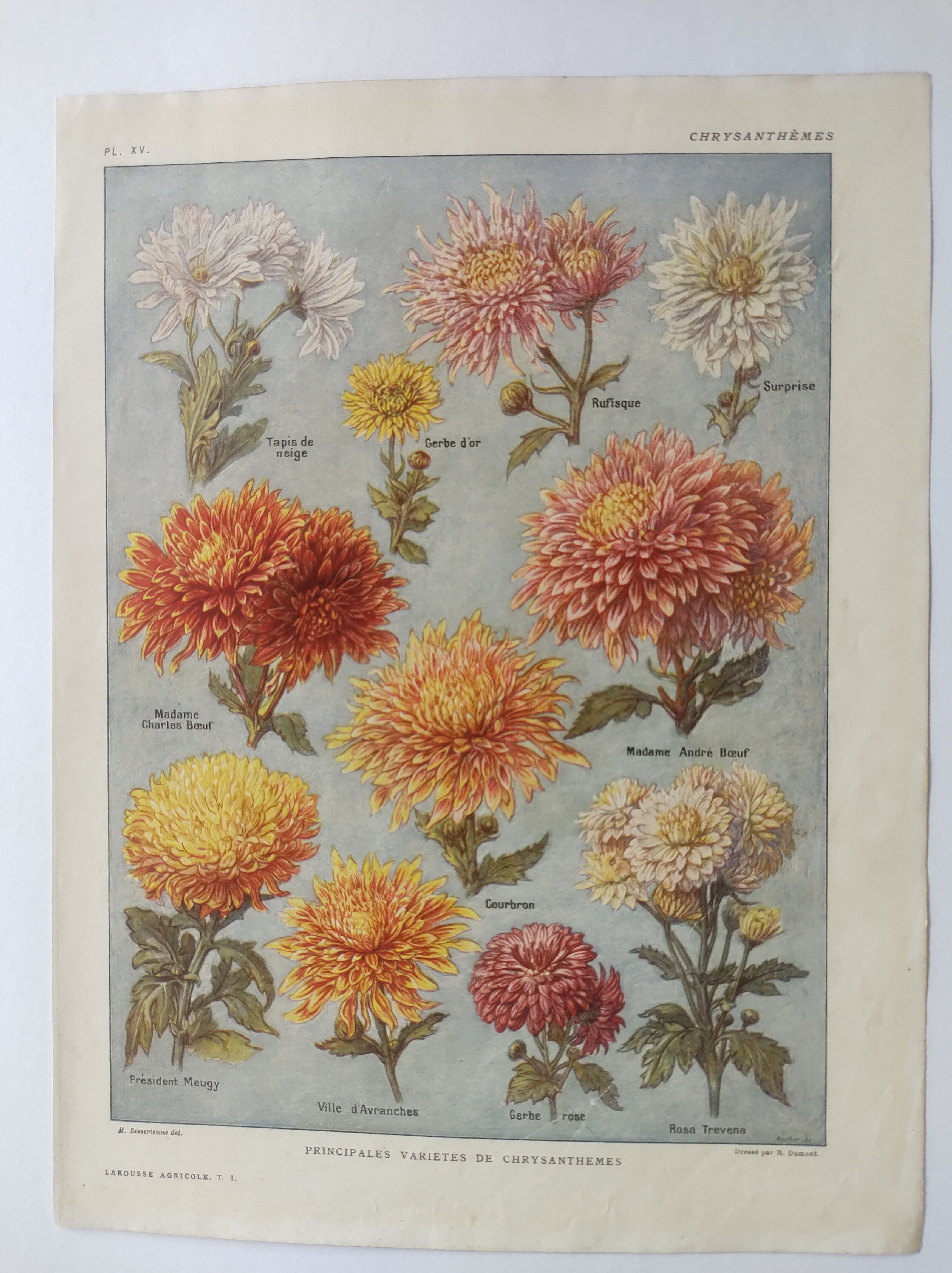 Antique print • Chrysanthemums • Original poster from 1922