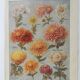 Antique print • Chrysanthemums • Original poster from 1922