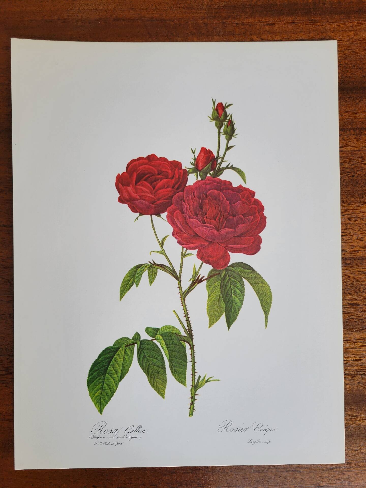 Botanical plate Rose Bishop P. J. Redouté 1960