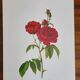 Botanical plate Rose Bishop P. J. Redouté 1960