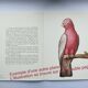 Old board -Échinopore- Vintage illustration from 1970 - Ocean coral