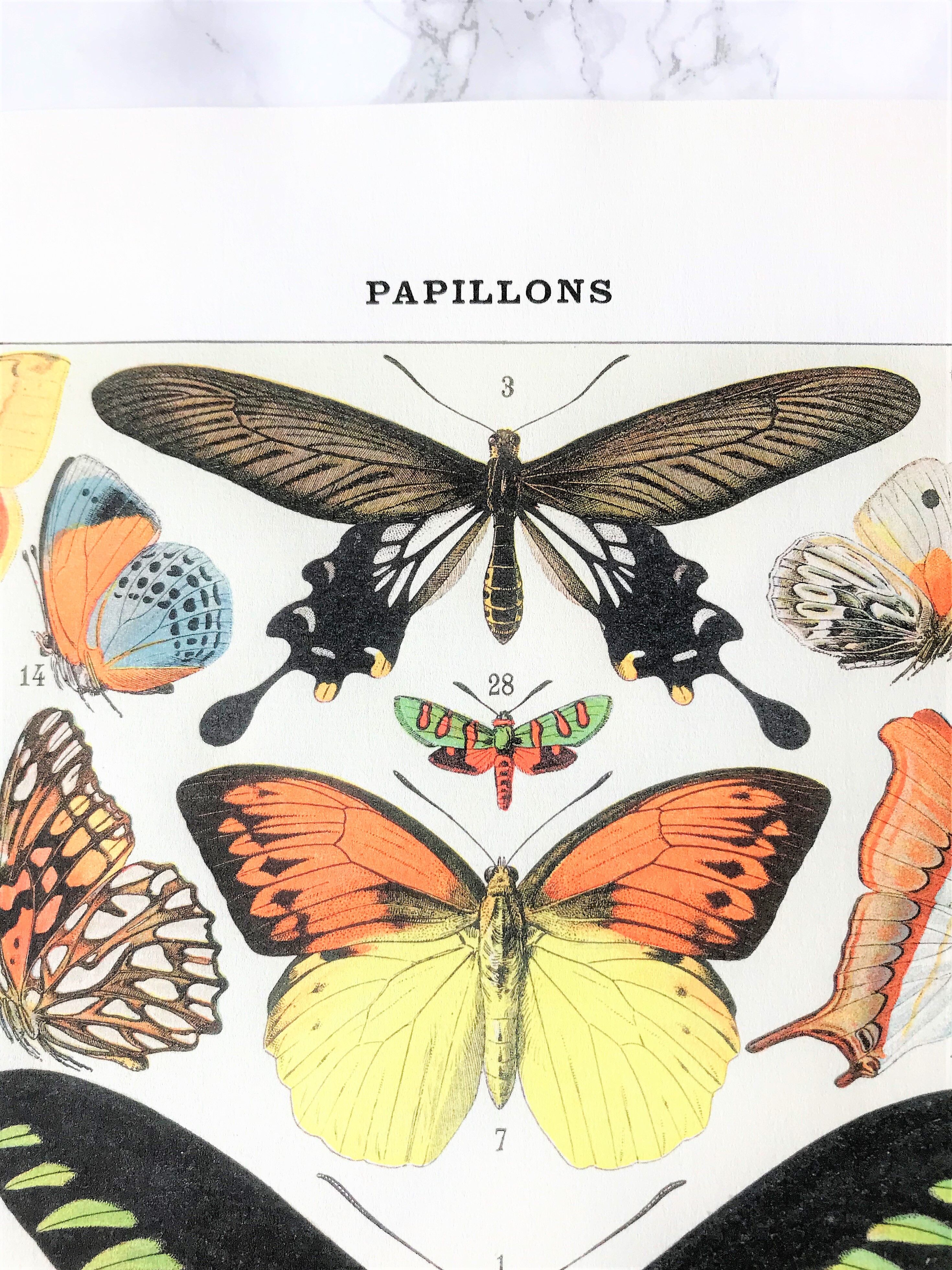 Zoological Board representing different kinds of butterflies