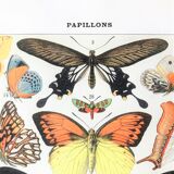 Zoological Board representing different kinds of butterflies